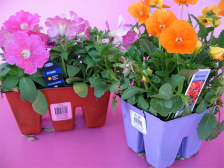 largemaydayflowers largemaydayflowers