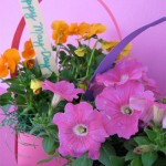 maybasket7