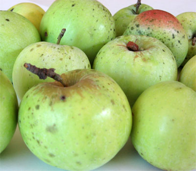 Applepiefilling1 Applepiefilling1