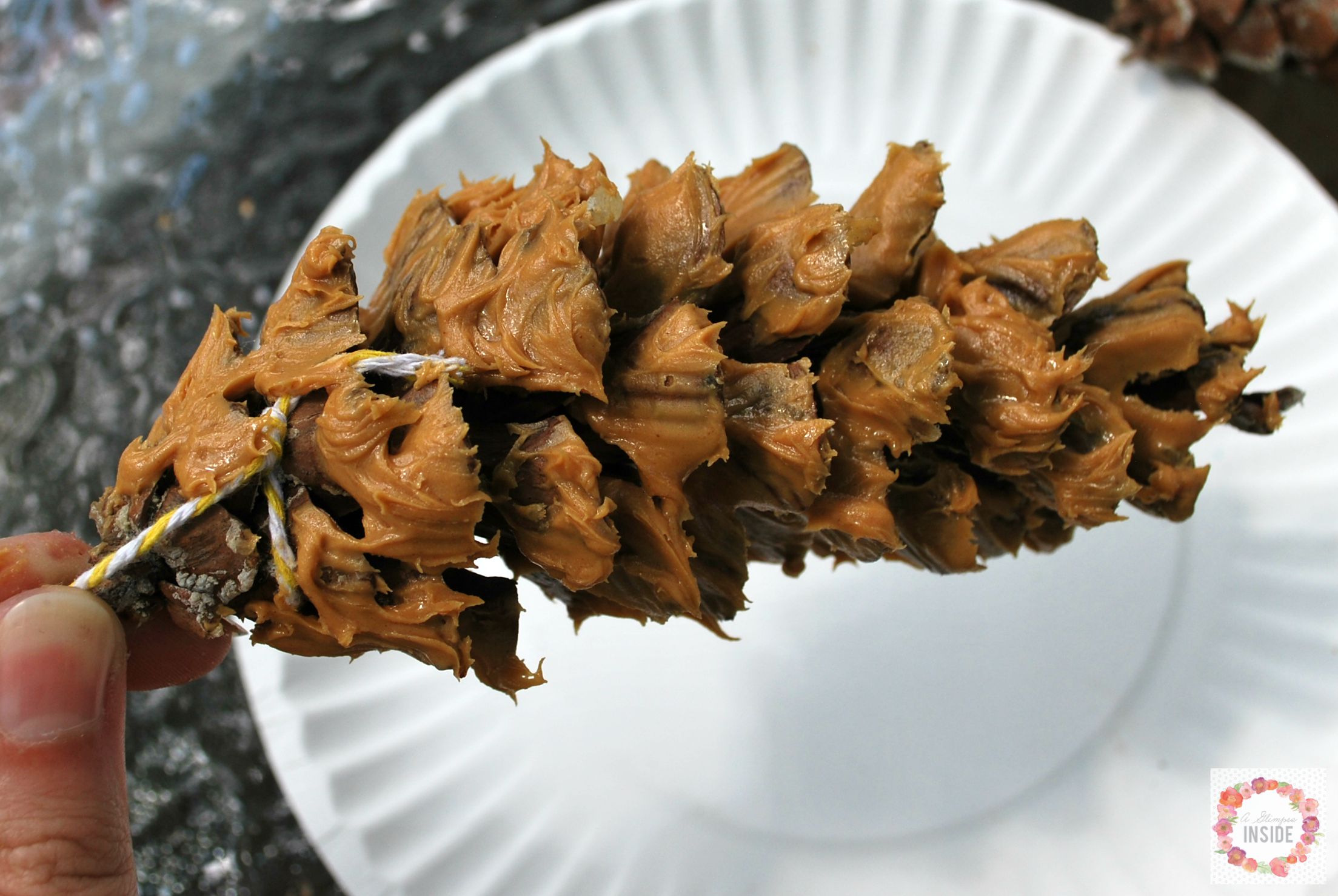 What is inside a pine cone?