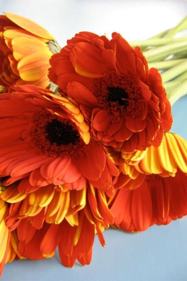 flowers1.jpg