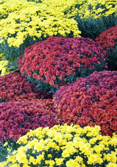 Mums-1.jpg