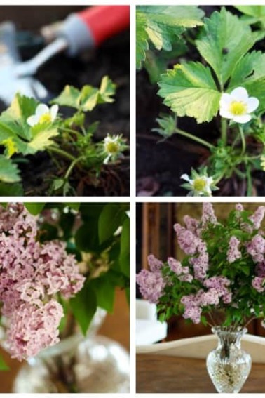 Clorox-to-prolong-flowers.jpg