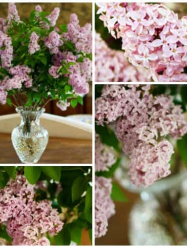 Lilac-Collage.jpg