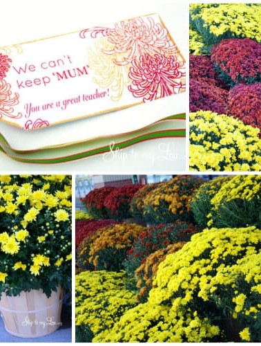 Teacher-Appreciation-Gift-Idea.jpg