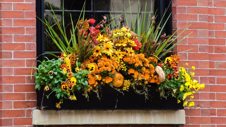 fall flowers in window box