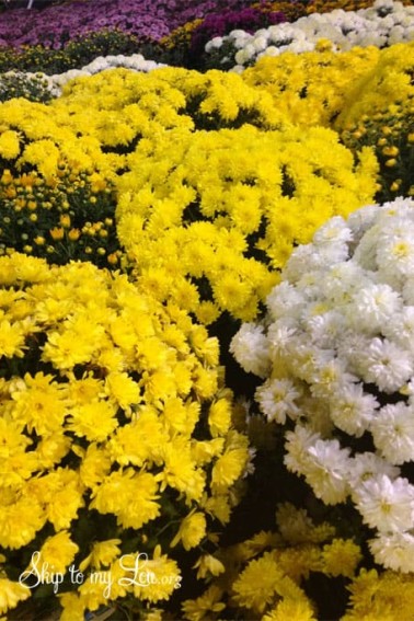 fall-mums.jpg