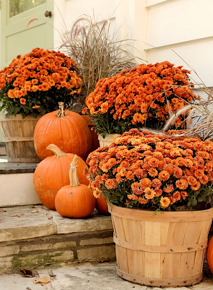 mums in bushel baskets