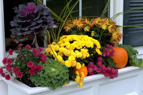 fall mums in window box