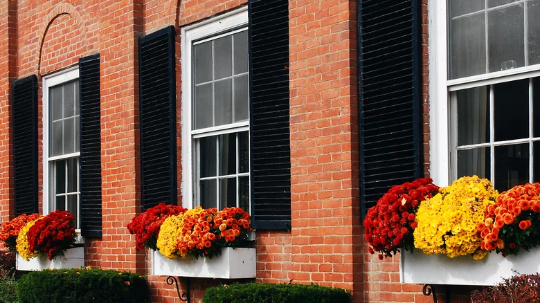 colorful mums in window boxes
