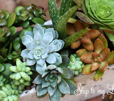 growing-succulents-copy.jpg