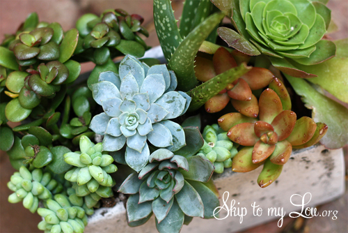 growing succulents tips