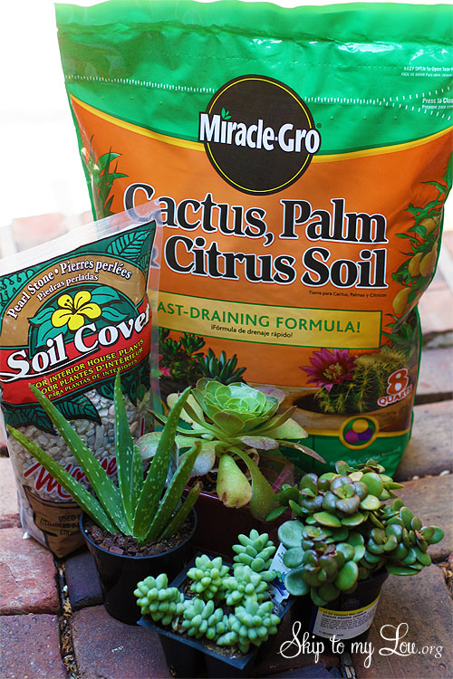 supplies for growing succulents