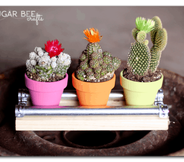 mini-cactus-display-board-e1397504077933.png