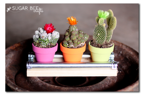 mini cactus display board