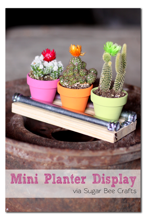 mini planter cactus display board