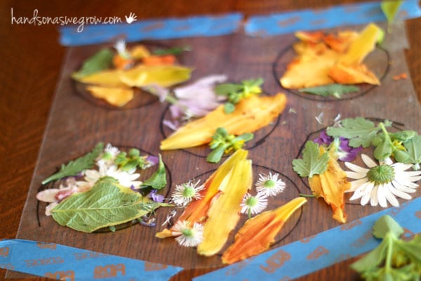 flowers placed on sticky contact paper