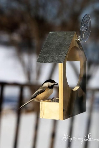 window-birdfeeder.jpg