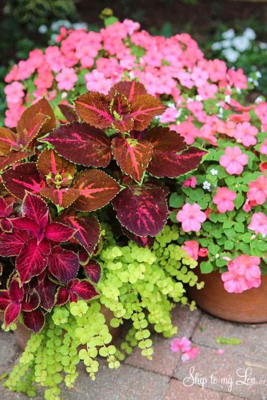 beautiful-container-gardens.jpg