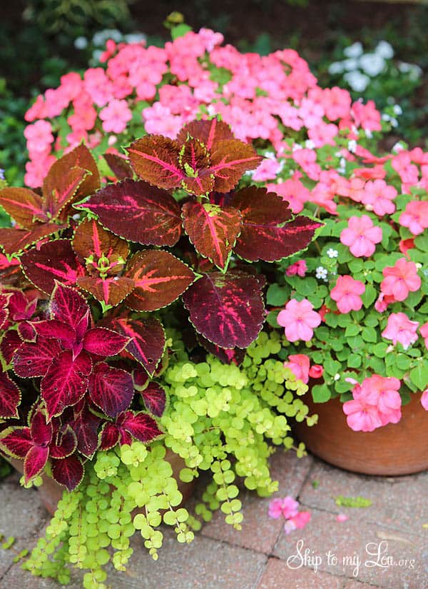 container gardens garden plant containers summer planting combination skiptomylou flowers outdoor lou skip summertime activities yard around beauty impatiens coleus
