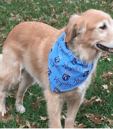 dog bandanas