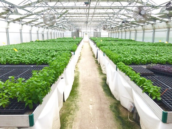 basil 1