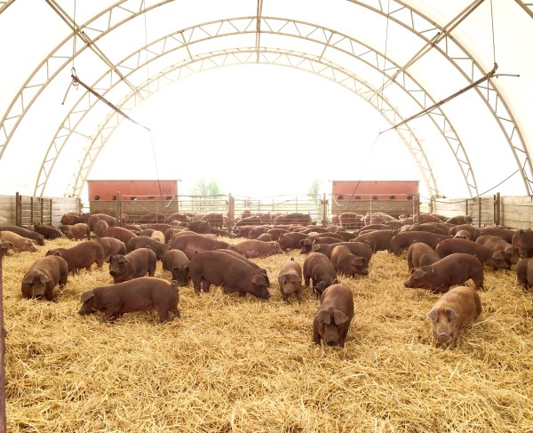 pigs3
