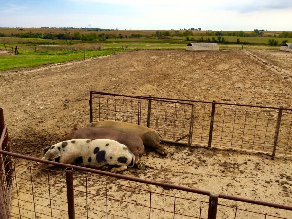pigs4