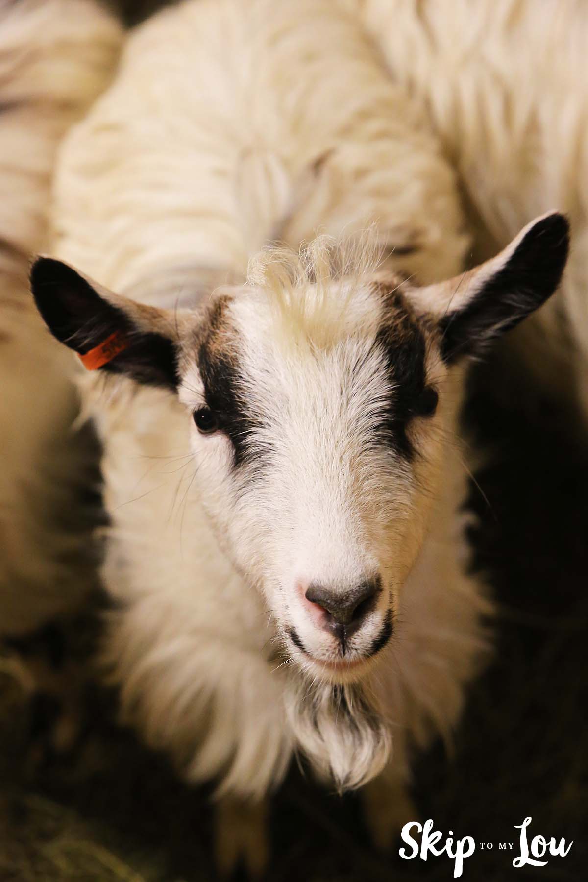 Goat Iceland