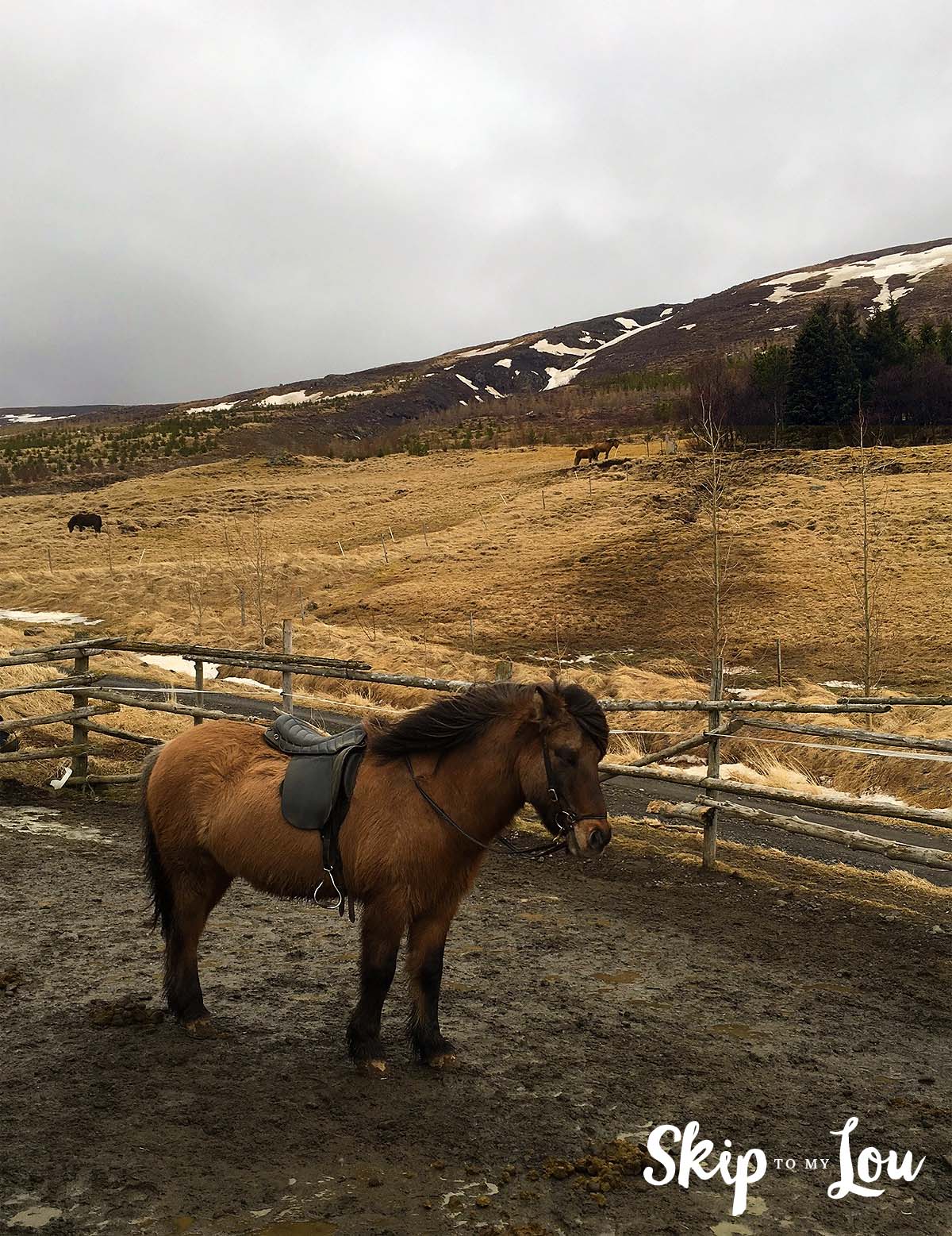 Icelandic horse iceland