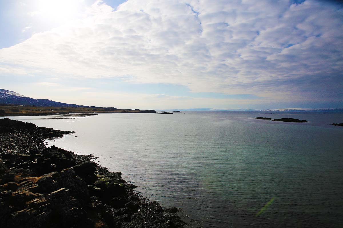 seal spotting iceland