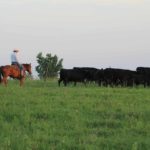 cattle on farm
