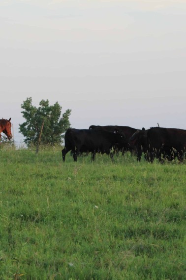 cattle on farm