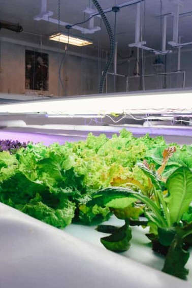 TMP aquaponics
