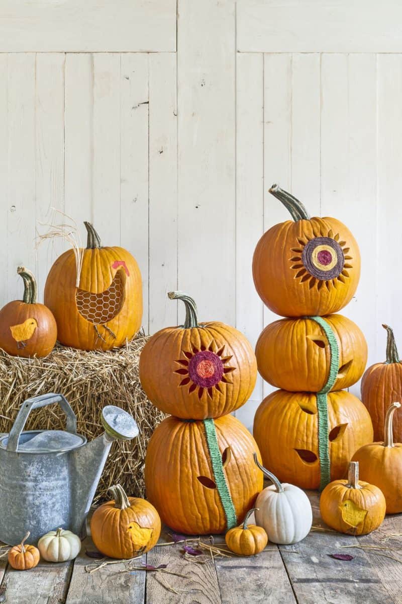 sunflower pumpkins