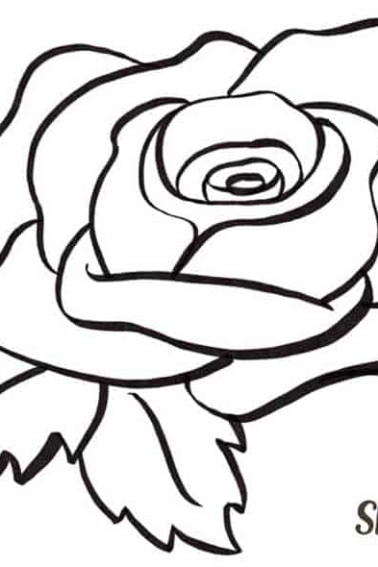 rose drawing