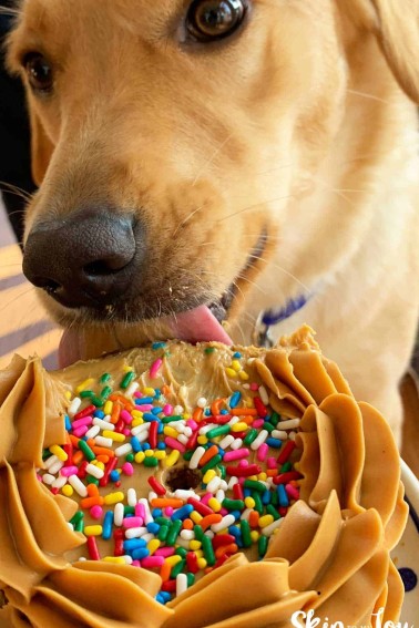 dog eating cake