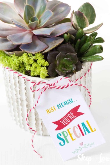 succulents in white pot with gift tag just because youre speical