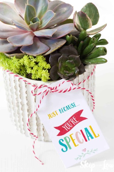 succulents in white pot with gift tag just because youre speical