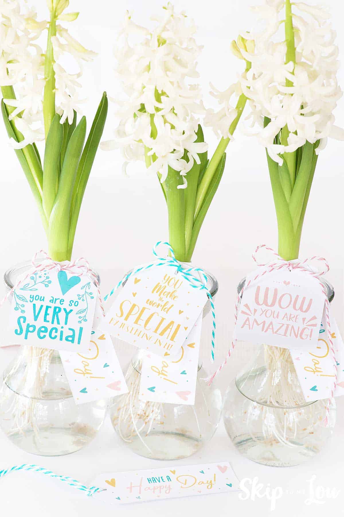 hyacinths in glass vases with gift tags
