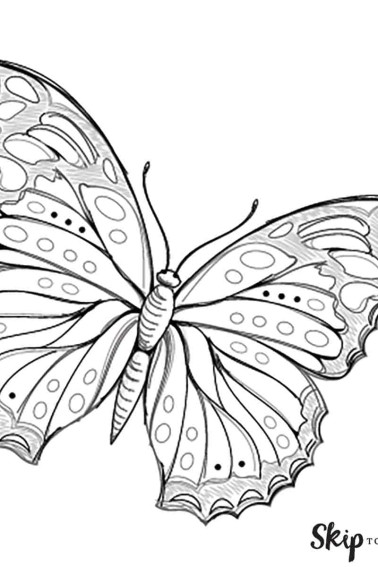 butterfly drawing