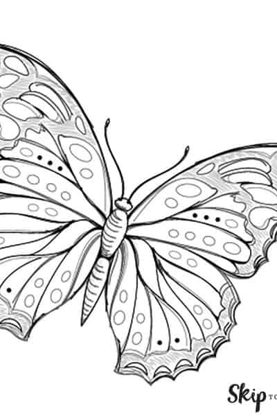 butterfly drawing