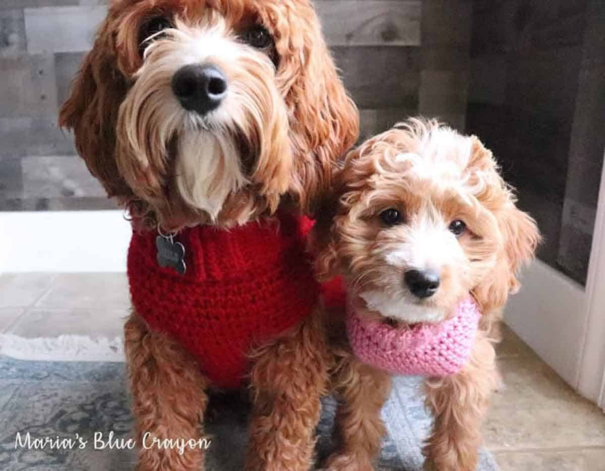 Maria's Blue Crayon Image shows two two dogs wearing a red and a pink crochet sweater. -Skip To My Lou