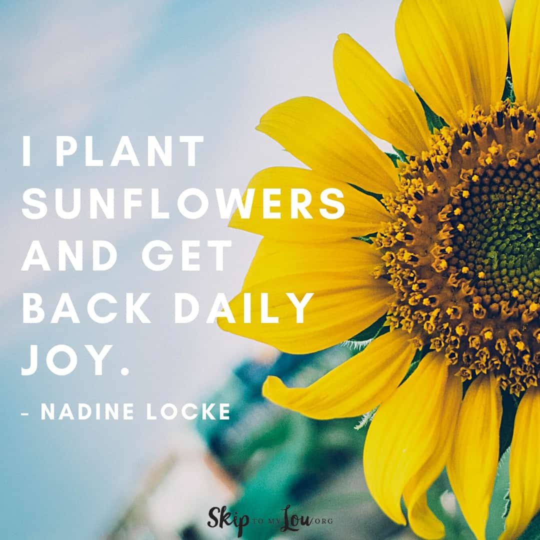 I plant sunflower quote Nadine Locke 