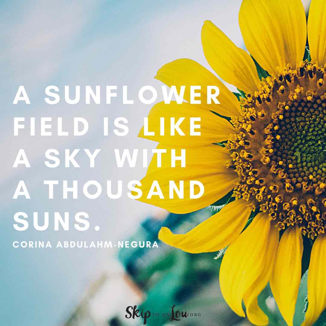 a sunflower field sunflower quote Corina Abulahm Nequra 