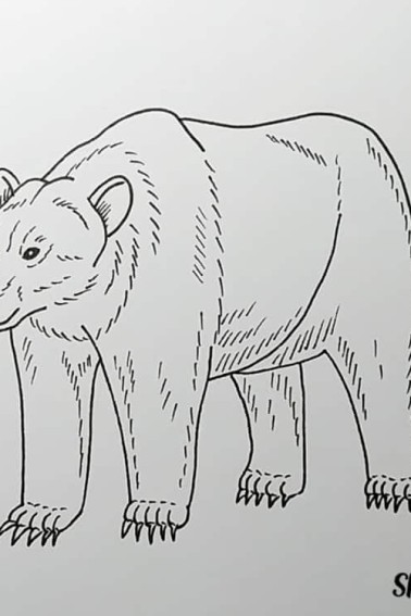 how to draw a bear step by step tutorial