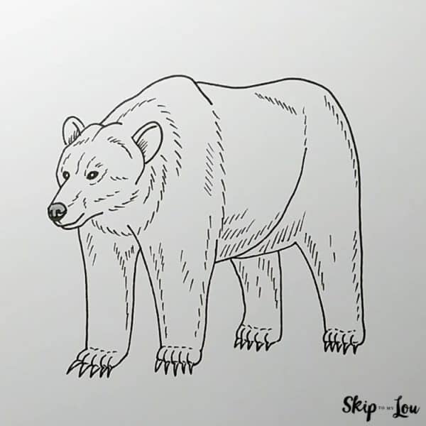 how to draw a bear step by step tutorial