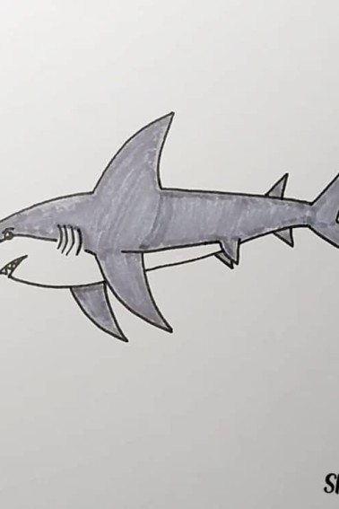 Realistic Shark Drawing