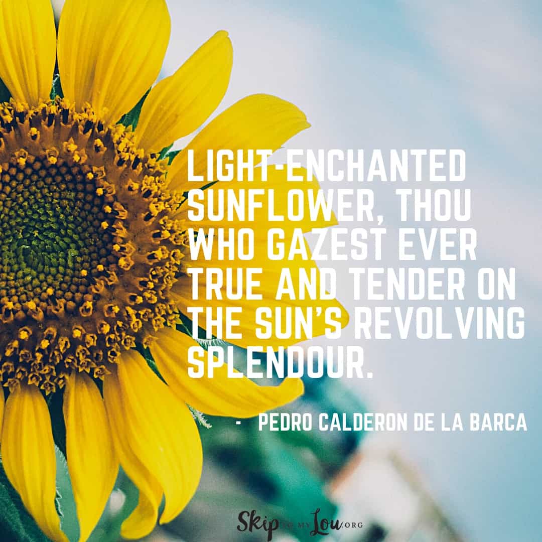 light enchanted sunflower quote Pedro Calderon De La Barca
