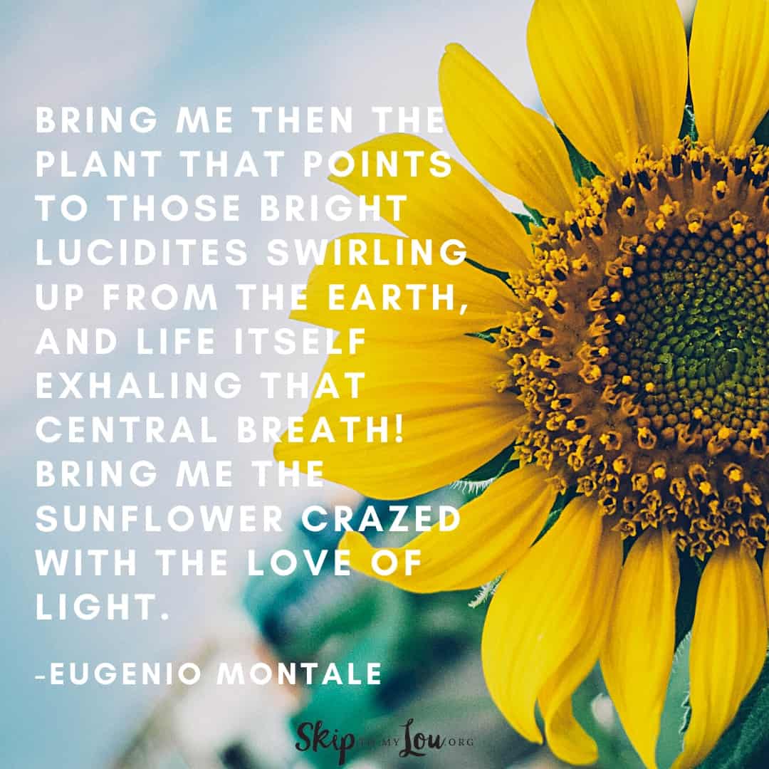 sunflower quote Eugenio Montale